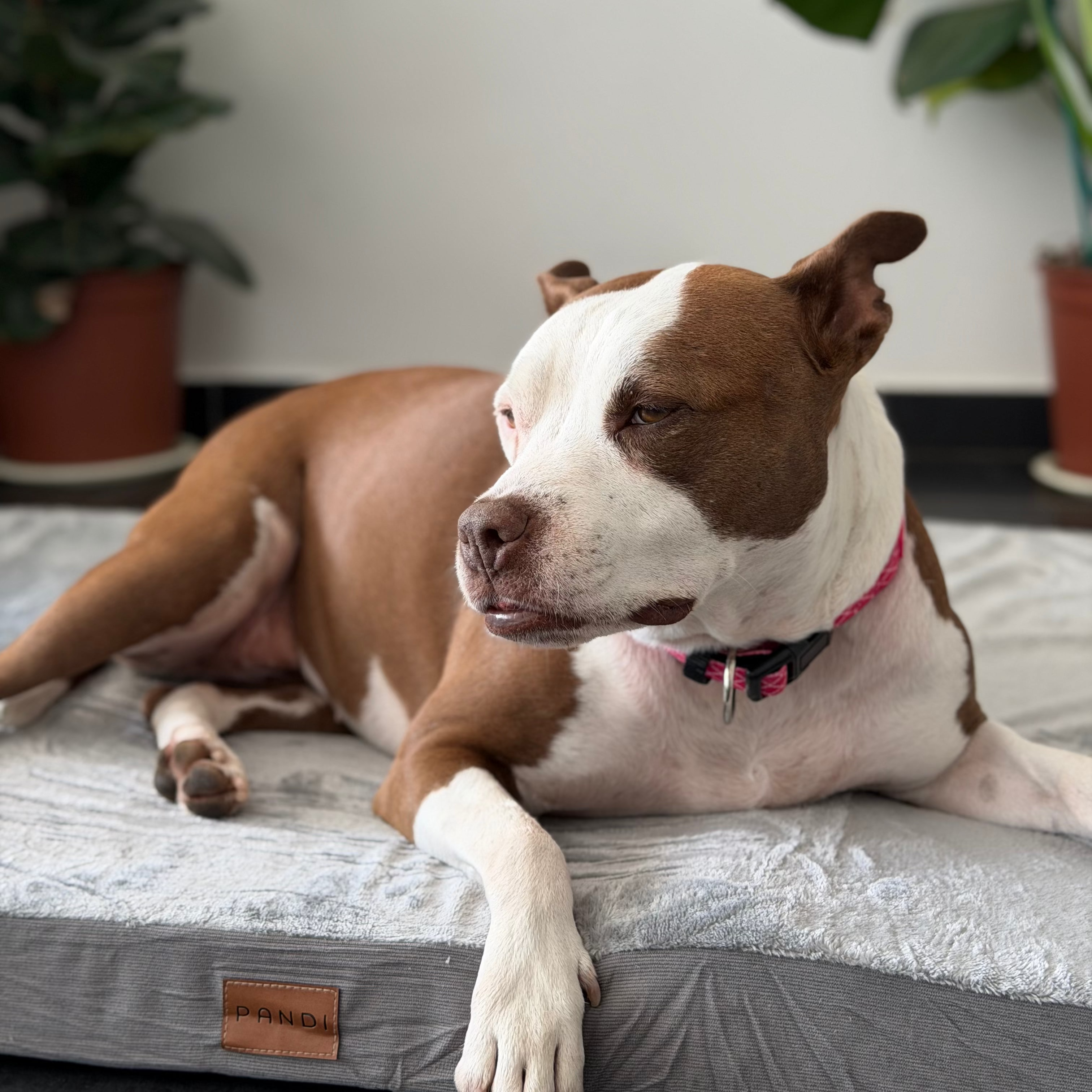 Cama Viscoelástica para Mascotas